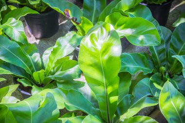 Kuş yuvası Fern, Asplenium nidus bahçede.