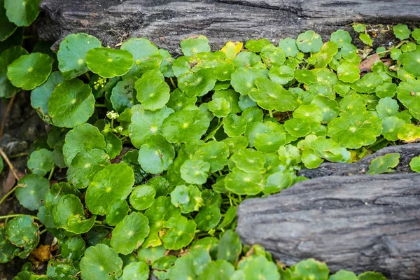 Asiatic Pennywort Grădină — Fotografie, imagine de stoc
