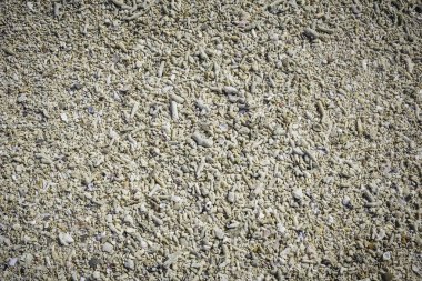 Sahilde ölü mercan parçası