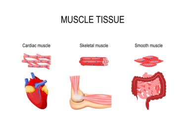 Kas dokusu türleri. İskelet kası (dirsek eklem), pürüzsüz (gastrointestinal sistem) ve kalp kası (kalp). İnsan iç organlar ve kas hücreleri. vektör çizim tıp, eğitim ve bilim kullanımı için