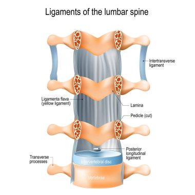 Lomber ligament: Ligamenta flava (sarı bağ), Intertransverse ve Posterior boyuna bağ. vektör çizim tıp, eğitim ve bilim kullanımı için