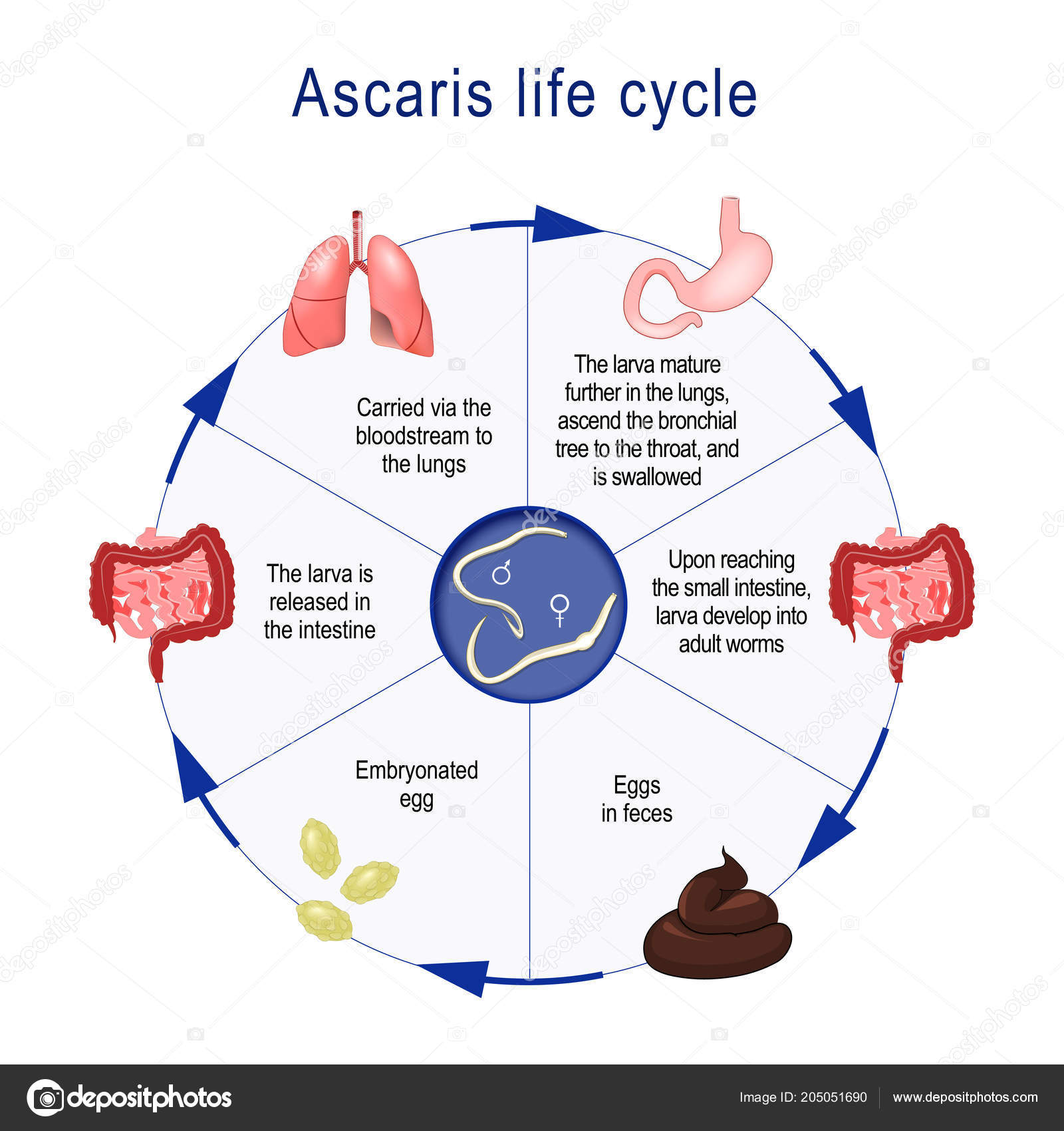 a helmint életciklus diagramja