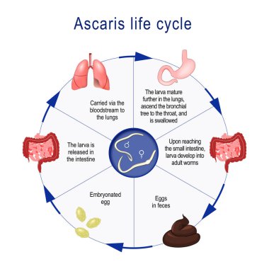Ascaris lumbricoides life cycle. The arrows indicate the direction of worm migration in the human body and environment. Eggs, larva and adult specimens of ascarids. vector illustration for medical, educationa clipart