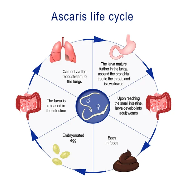 Ascaris Lumbricoides Life Cycle Стрелки Указывают Направление Миграции Червей Человеческом — стоковый вектор