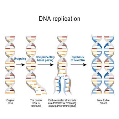 DNA ikileşmesi. Adımları. çift sarmal unwound. Ayrılmış her strand yeni bir tel çoğaltma için bir şablon gibi davranır. Vektör diyagramı bilimsel, sağlık ve eğitim kullanmak için