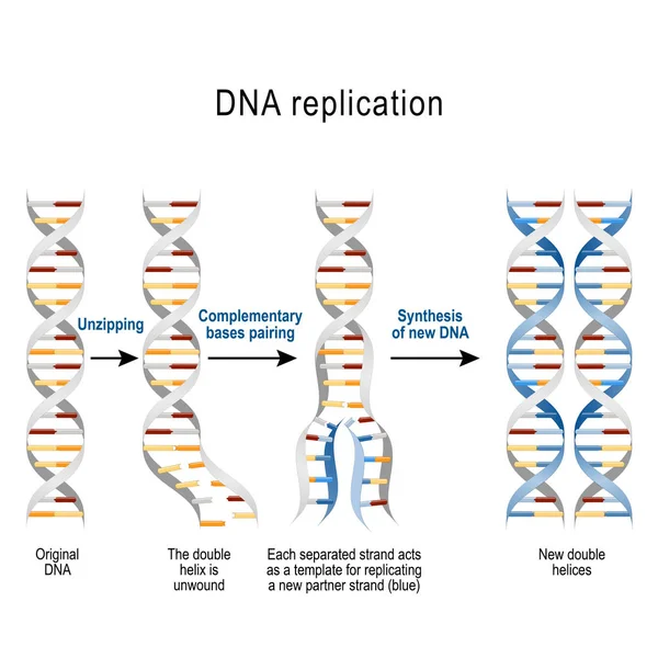 Dna 双螺旋被解除 每个分隔的链都充当复制新链的模板 医学和教育用途的向量图 — 图库矢量图片