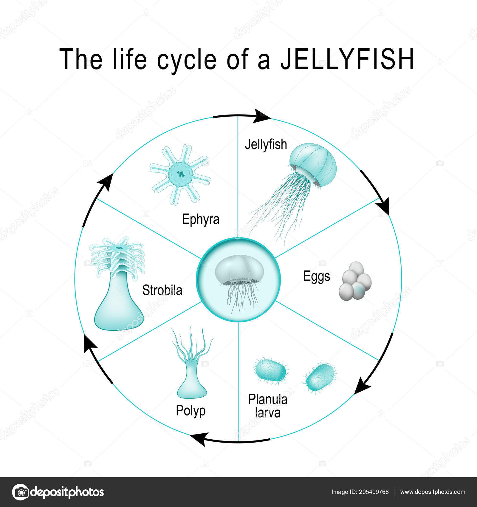 水母生命周期的发育阶段插画图片素材_ID:323709995-Veer图库