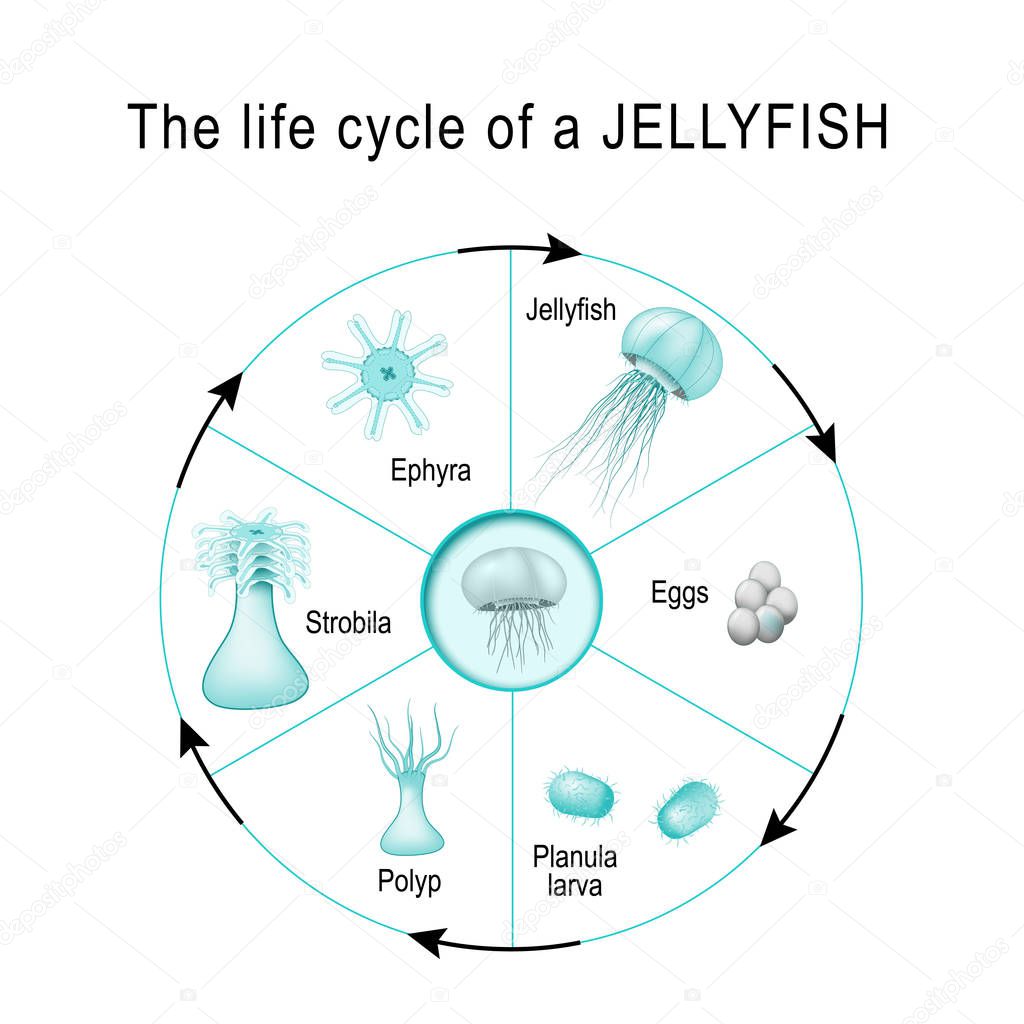 life cycle of a jellyfish. The developmental stages of Medusozoa (egg, jellyfish, ephyra, strobila, polyp, planula, larva). Cnidaria. Vector diagram for scientific, and educational use