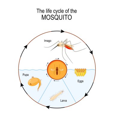 life cycle of the mosquito: imago, eggs, pupa, larva. Anopheles is a genus of the mosquito that transmit human malaria. Vector diagram for scientific, and educational use clipart