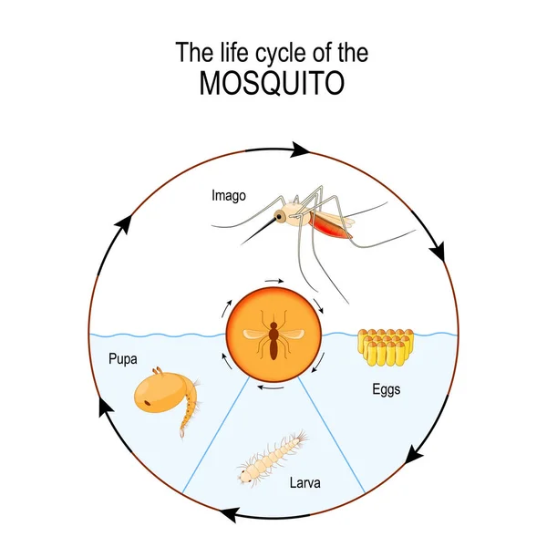 Life Cycle Mosquito Imago Eggs Pupa Larva Anopheles Genus Mosquito — Stock Vector