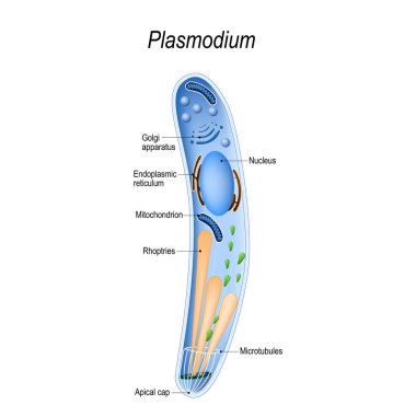 Plasmodium omurgalı ve böcekler (sivrisinek) hastalık sıtma neden olan hücre içi, bir parazit var. Plasmodium yapısı diyagramı. vektör çizim tıp, eğitim ve bilim kullanımı için