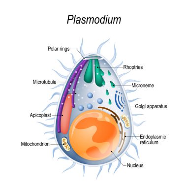 Plasmodium is the malaria parasite, is a large genus of parasitic protozoa. Infection with these protozoans is known as malaria, a deadly disease. Diagram of Plasmodium merozoites  structure. vector illustration for medical, educational and science clipart