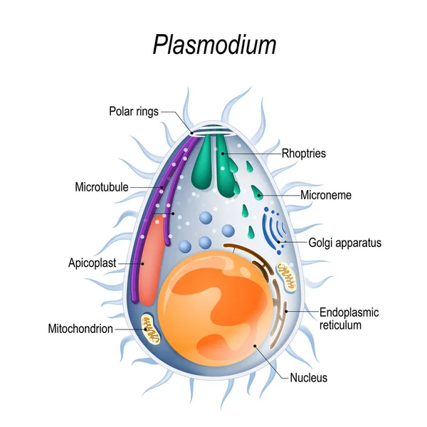 Plasmodium Parásito Malaria Gran Género Protozoos Parásitos Infección Con Estos — Archivo Imágenes Vectoriales