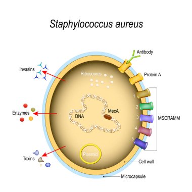 Staphylococcus aureus hücre yapısı ve patojenik faktör. Hücre bileşenleri. vektör çizim tıp, eğitim ve bilim kullanımı için
