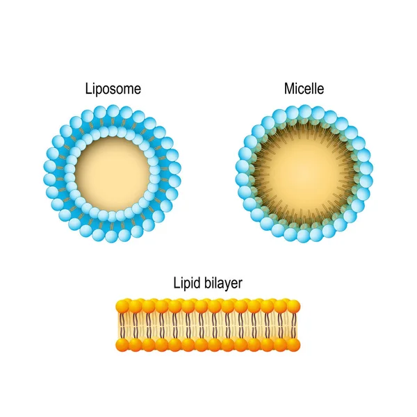 Membrana Cellulare Bilayer Lipidico Micelle Liposoma Strutture Soluzione Acquosa Fosfolipidi — Vettoriale Stock