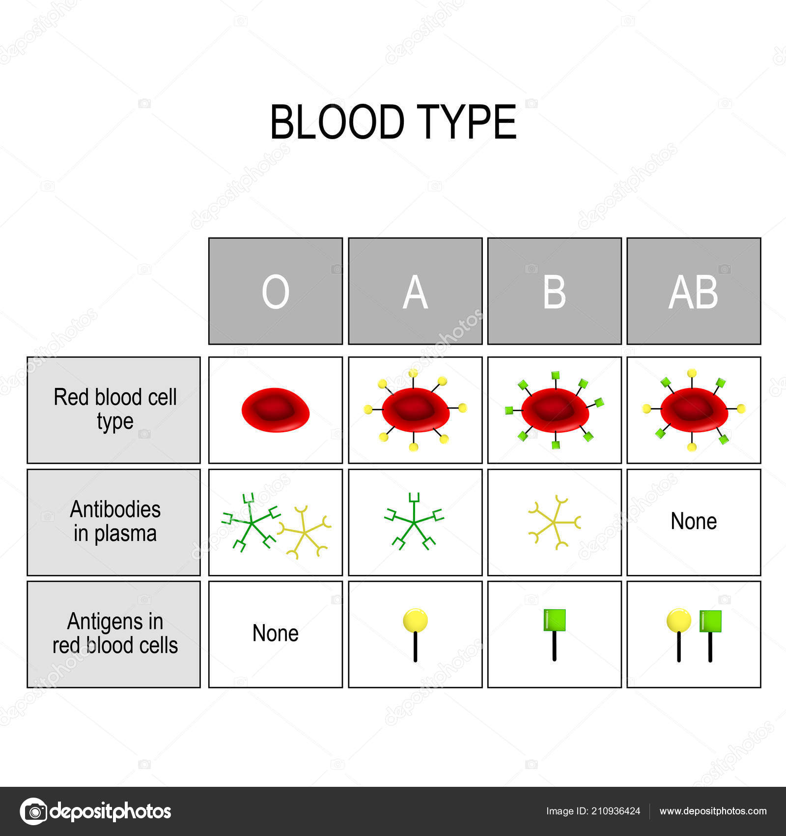 Blood Groups Chart Four Basic Blood Types Made Combinations Type Stock Vector By edesignua