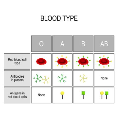 Kan grupları grafiği. Kombinasyonları A tipi ve B tipi antijenleri yapılmış dört temel kan türü vardır. Kan (A, B, Ab, O) türleri. Bağış ve kan almak için gruplar arasında özel bir uyumluluk olduğunu. Yalnızca belirli bir tür