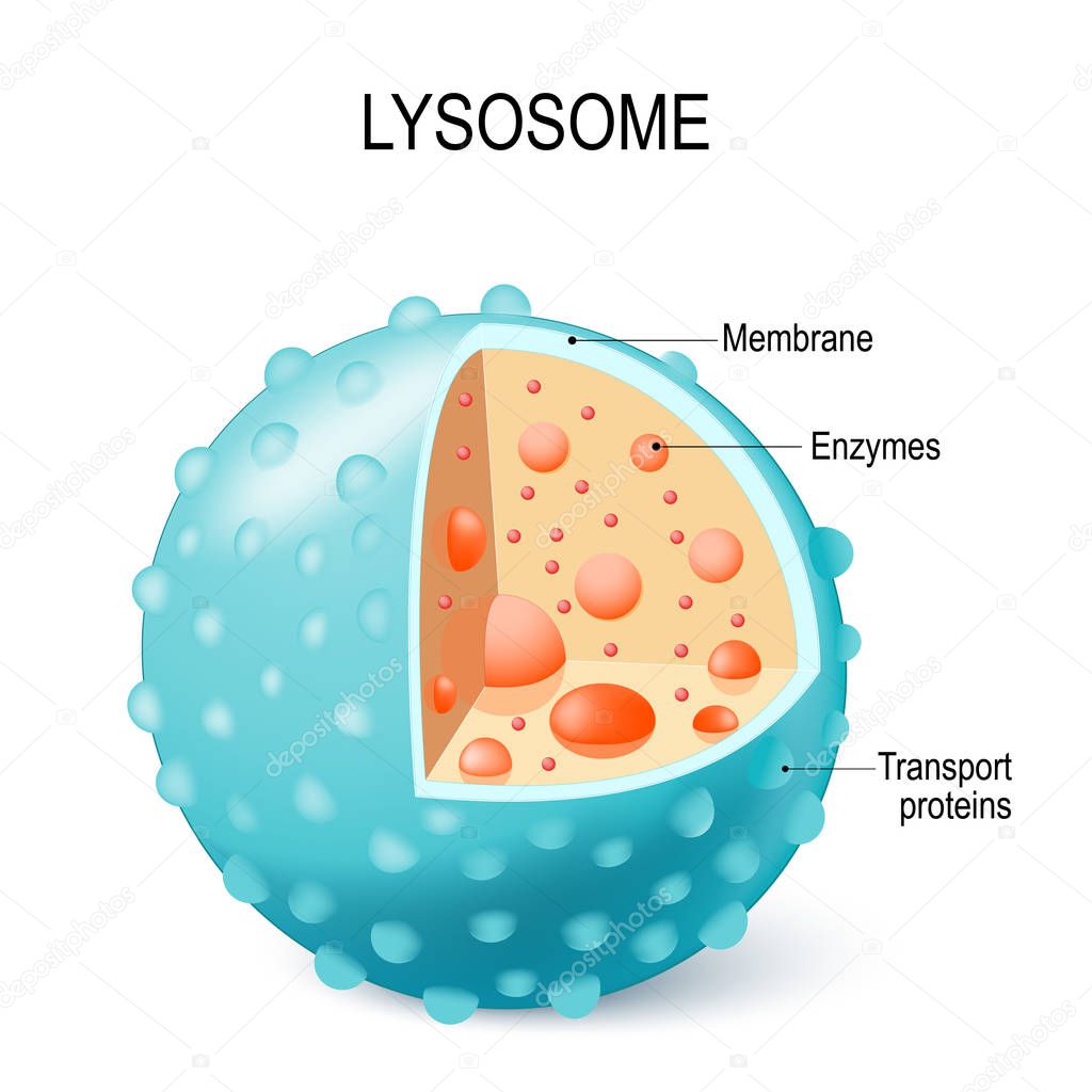 Anatomy of the Lysosome: Hydrolytic enzymes, Membrane and transport  proteins. This organelle use the enzymes to break down and digest food particles, engulfed viruses or bacteria in the cell. Vector diagram for medical use