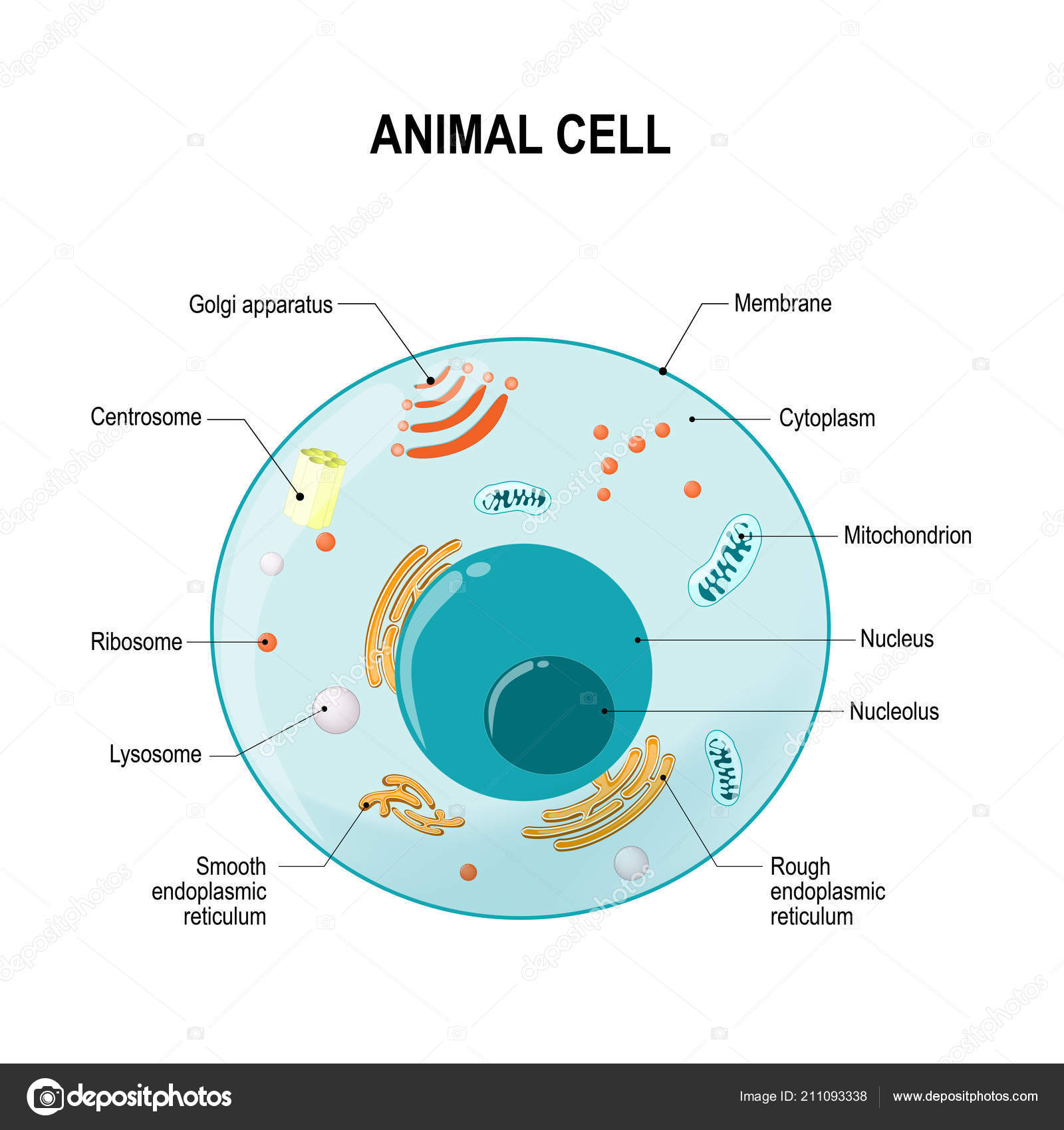 labeled eukaryotic cells