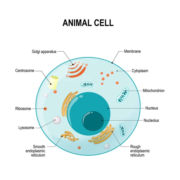 Komórki Człowieka Lub Zwierząt Przekrój Poprzeczny Struktura Komórek Eukariotycznych Wektor — Wektor stockowy