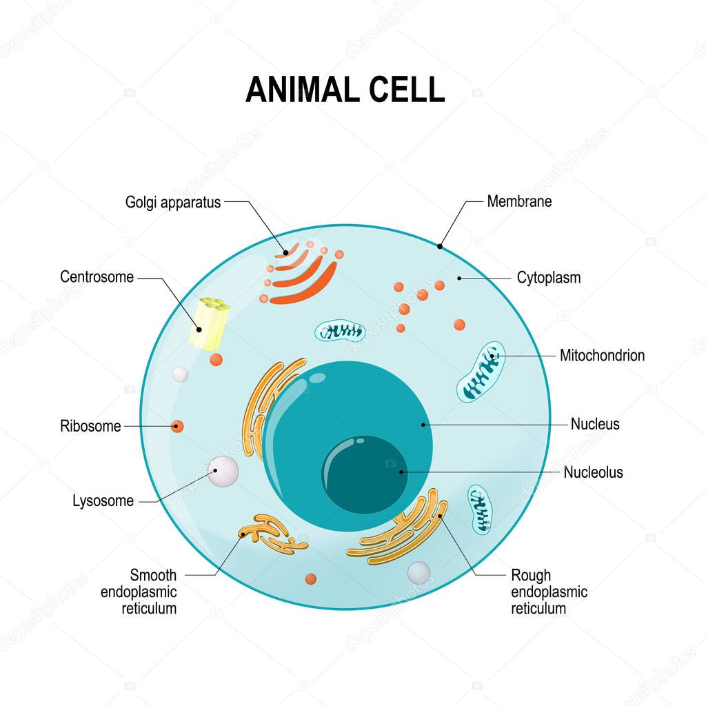human or animal cell. cross section. structure of a Eukaryotic cell. Vector diagram for your design, educational, medical, biological and science use