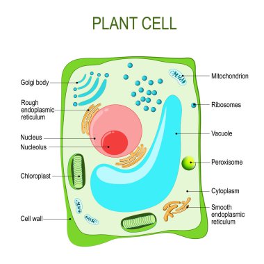 Bitki hücre anatomisi. kesit. Ökaryotik hücre yapısı. Vektör diyagramı, tasarım, eğitim, tıp, biyoloji ve Fen kullanın