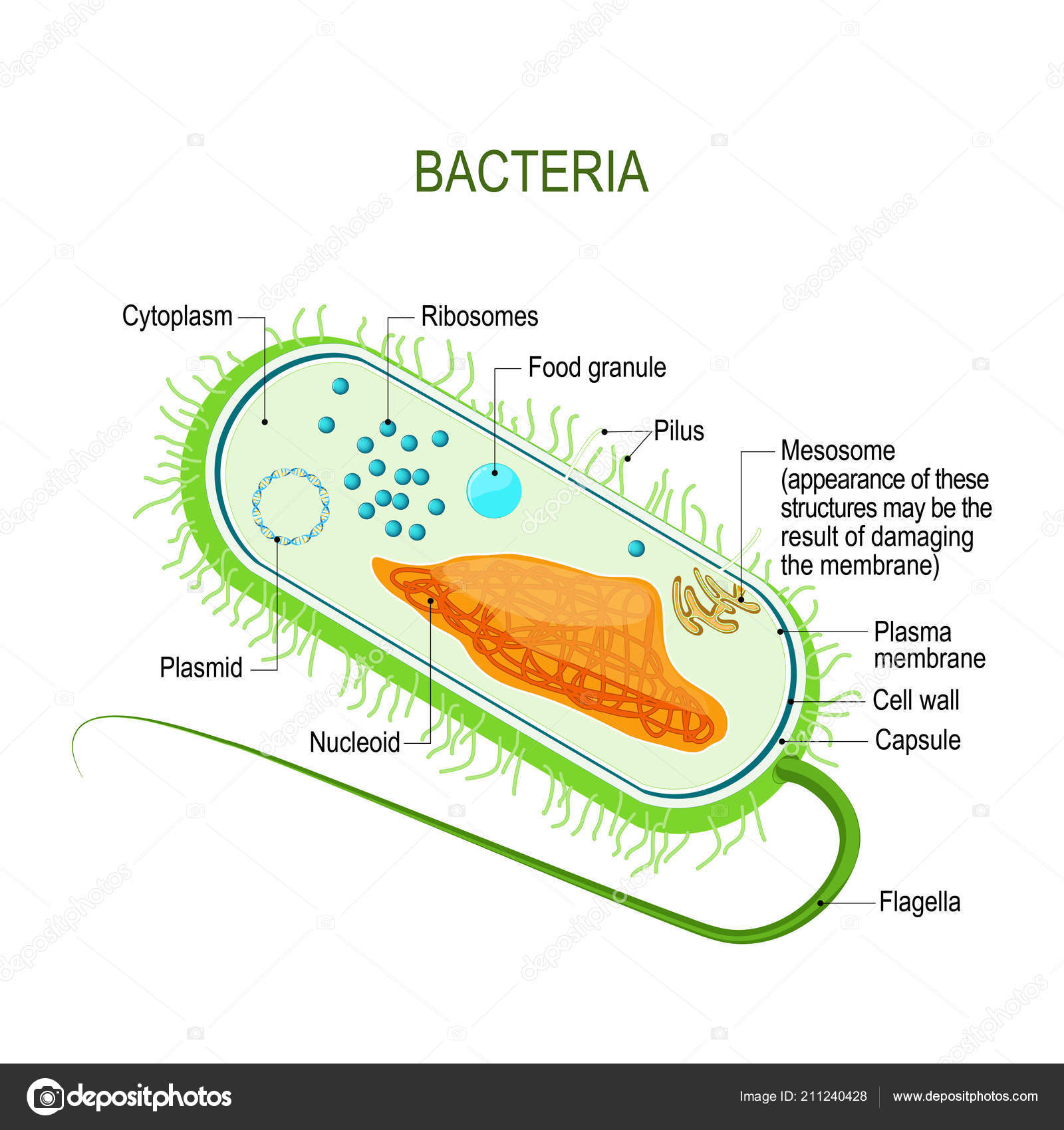 bacterial cell diagram