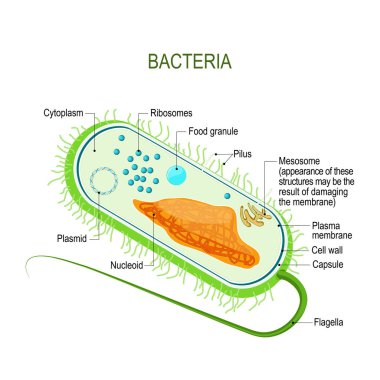 Bir bakteri hücre yapısını. Prokaryotlar anatomisi. tek hücreli organizma. Vektör diyagramı, tasarım, eğitim, tıp, biyoloji ve Fen kullanın