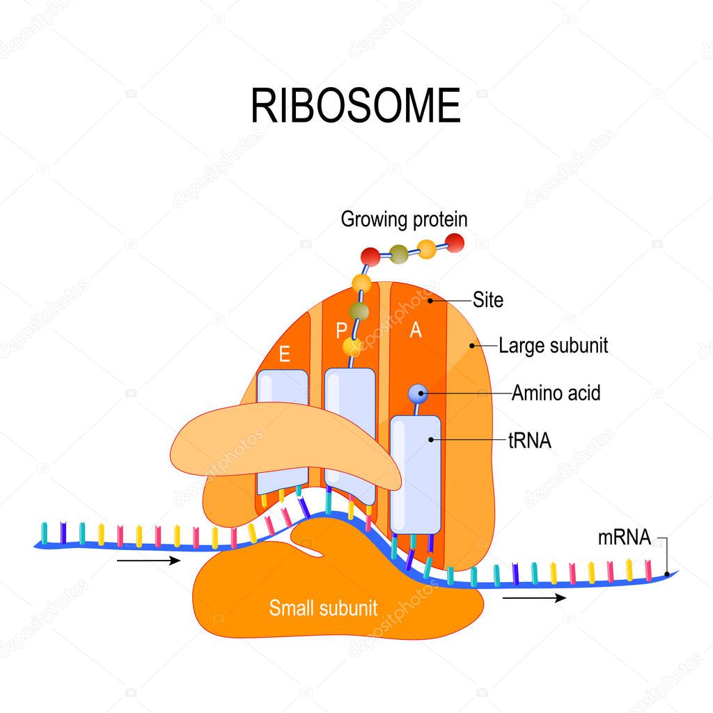 Anatomy of a ribosome. The Interaction of a Ribosome with mRNA. Process of initiation of translation (biological protein synthesis). Vector diagram for your design, educational, medical, biological and science use