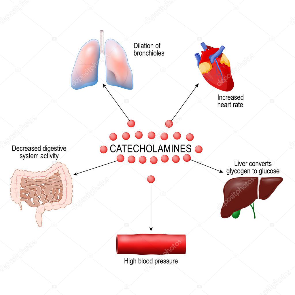 stress response system activation. Catecholamine: Adrenaline, Dopamine, Norepinephrine. Human anatomy. Vector diagram for your design, educational, medical, biological and science use