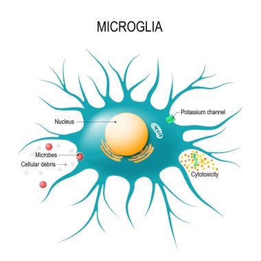 Anatomy of a microglial cell. glial cell is the macrophage for immune defence the central nervous system. Vector diagram for educational, medical, biological and science use clipart