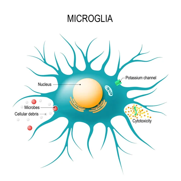 Anatomie Microglial Buňky Gliová Buňka Makrofágů Pro Imunitní Obranu Centrální — Stockový vektor