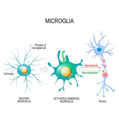 Activation of a microglial cell. Vector diagram for educational, medical, biological and science use clipart