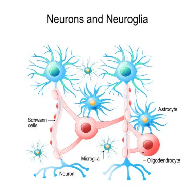 Nöronlar ve neuroglial hücreleri. Gliyal hücreler beyinde nöronal sigara hücrelerdir. Gliyal hücreler farklı türleri vardır: oligodendrocyte, microglia, astrocytes ve Schwann hücreleri. Eğitim, tıp, biyoloji ve Fen kullanmak için vektör diyagramı