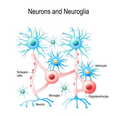 Neurons and neuroglial cells. Glial cells are non-neuronal cells in brain. There are different types of glial cells: oligodendrocyte, microglia, astrocytes and Schwann cells. Vector diagram for educational, medical, biological and science use clipart