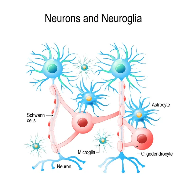 グリア細胞ストックベクター ロイヤリティフリーグリア細胞イラスト Depositphotos