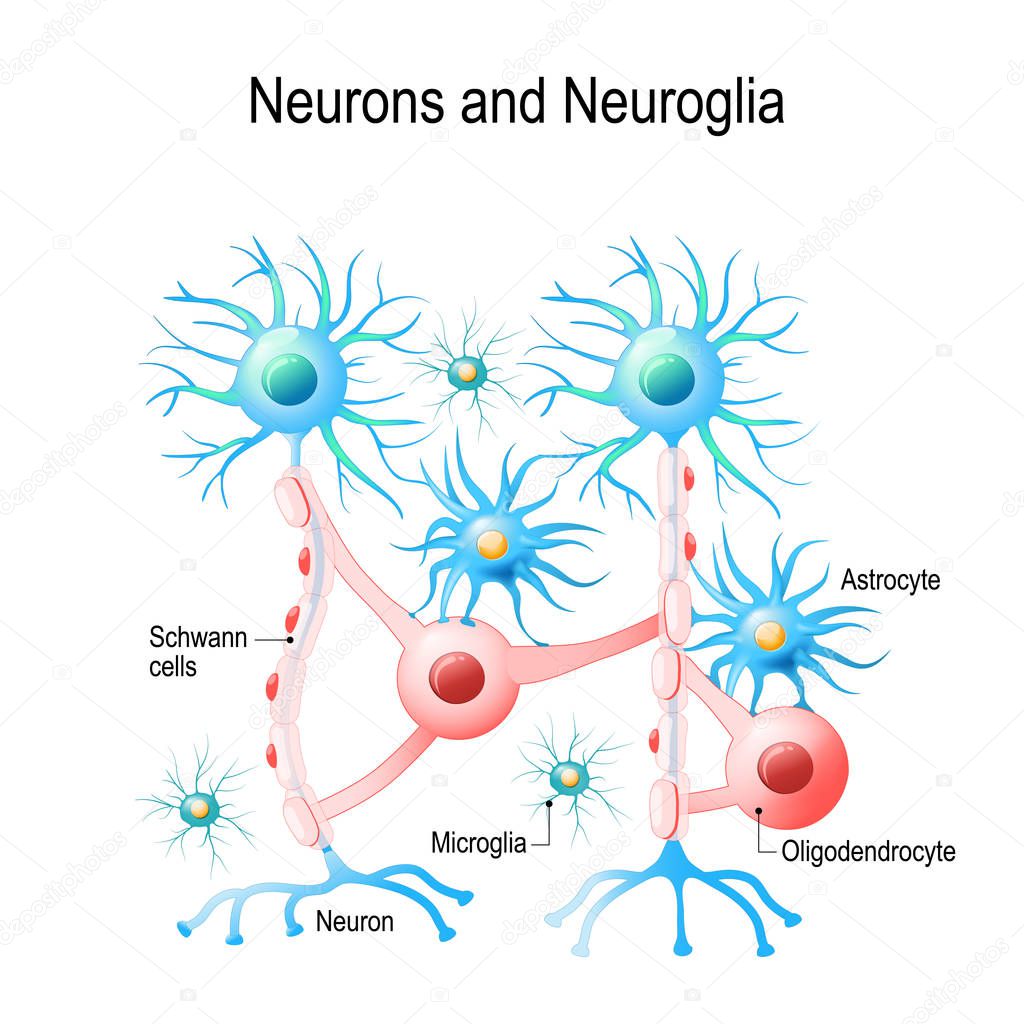 Neurons and neuroglial cells. Glial cells are non-neuronal cells in brain. There are different types of glial cells: oligodendrocyte, microglia, astrocytes and Schwann cells. Vector diagram for educational, medical, biological and science use