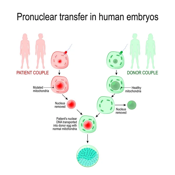 Babák Három Szülő Örökölt Mitokondriális Betegségek Pronuclear Emberi Embrió Vektor — Stock Vector