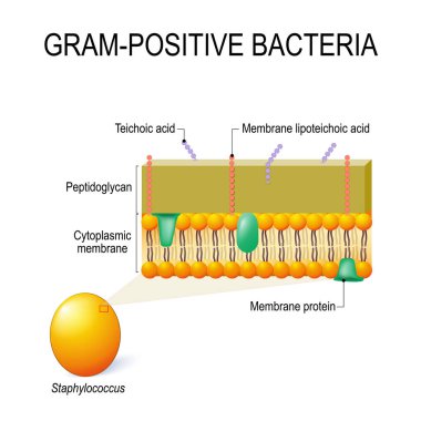 cell wall structure of Gram-positive Bacteria for example Staphylococcus. Vector diagram for educational, medical, biological and science use clipart