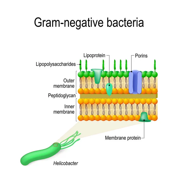 革兰阴性菌细胞壁结构 例如幽门螺杆菌 生物和科学用途的向量图 — 图库矢量图片