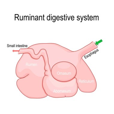 ruminant digestive system. Ruminants' stomach have four compartments rumen  primary site of microbial fermentation, reticulum, omasum, and abomasum  true stomach. Vector diagram for educational, medical, vet, biological and science use clipart