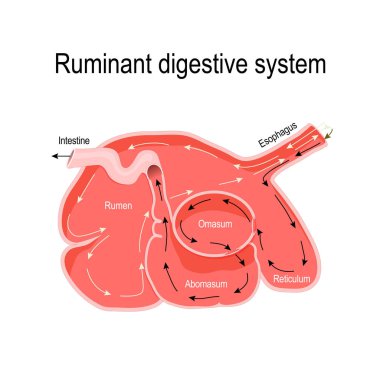 ruminant digestive system. cross-section of the ruminant stomach: rumen (primary site of microbial fermentation), reticulum, omasum, and abomasum (true stomach). Vector diagram for educational, medical, vet, biological and science use clipart