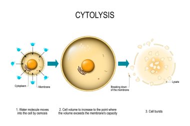 Cytolysis. Ozmotik lizis. Su hücre girin ve nereye birimin aşıyor membran'ın kapasite ve hücre noktasına artırmak kendi cilt neden patlamaları. Eğitim, tıp, biyoloji ve Fen kullanmak için vektör diyagramı