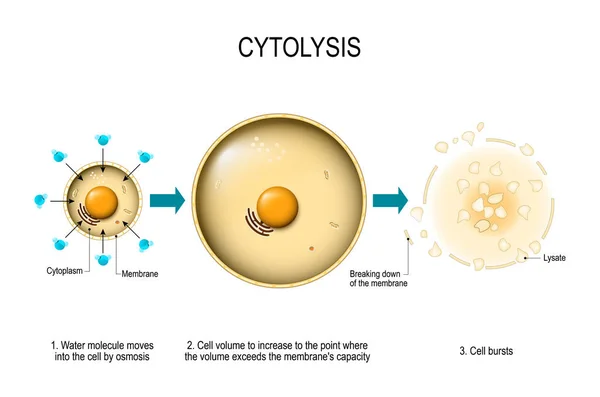 Cytolysis Lisis Osmótica Agua Entra Célula Hace Que Volumen Aumente — Archivo Imágenes Vectoriales