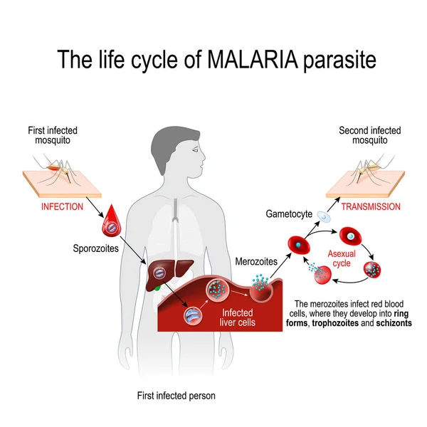 疟疾寄生虫的生命周期 从第一感染蚊子到第二 Infecte — 图库矢量图片