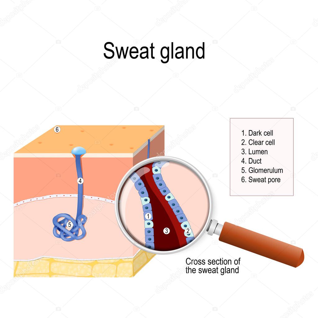sweat gland. cross-section of the human skin, with the sweat gland. Close-up of  dark and clear cells, lumen, sweat duct, glomerulum and pore. labeled Vector diagram for educational, medical, biological and science use