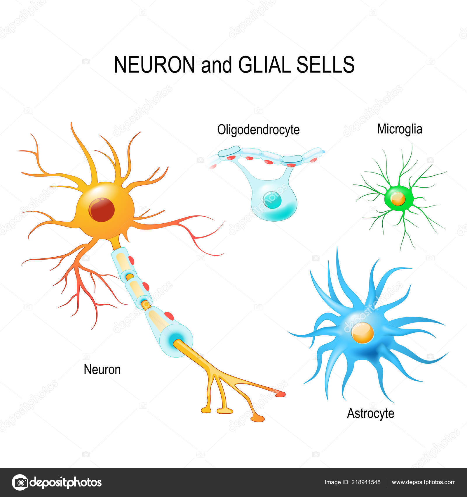 Células Del Cerebro Humano Neuronas Células Gliales