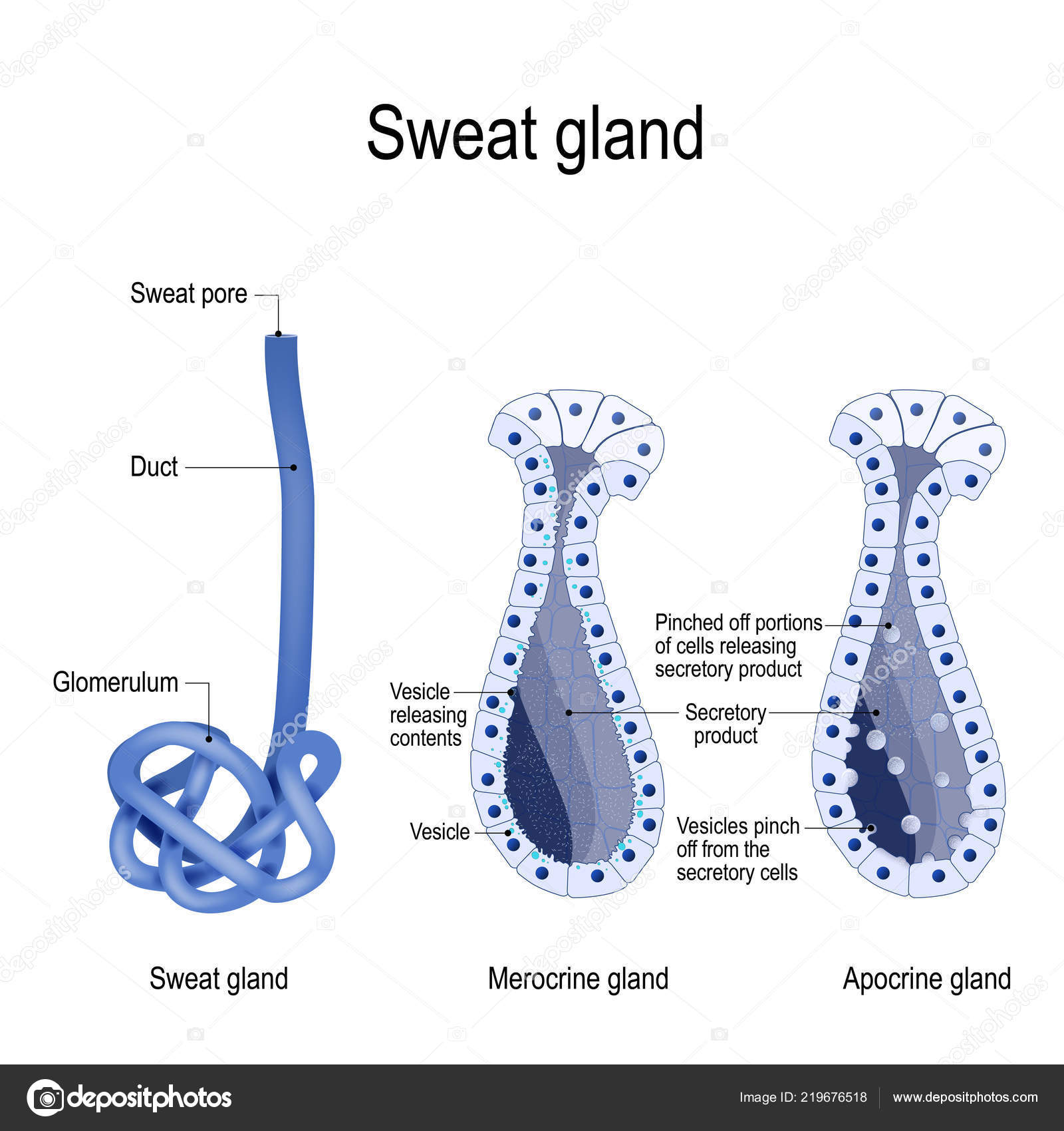 Apocrine Vs Eccrine Sweat Gland