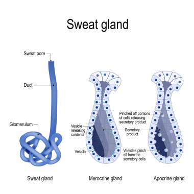 sweat gland. Merocrine and apocrine. different of manner of secretion. cross-section of the human skin, with the sweat gland. Close-up of  dark and clear cells, lumen, sweat duct, glomerulum and pore. labeled Vector diagram for educational, medical,  clipart