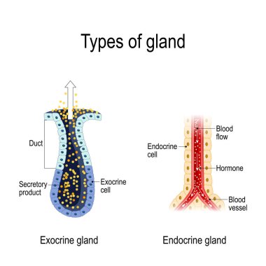 Types of gland. Anatomy of an Endocrine and exocrine glands. different of glands secretion. cross-section. Vector diagram for educational, medical, biological and science use clipart